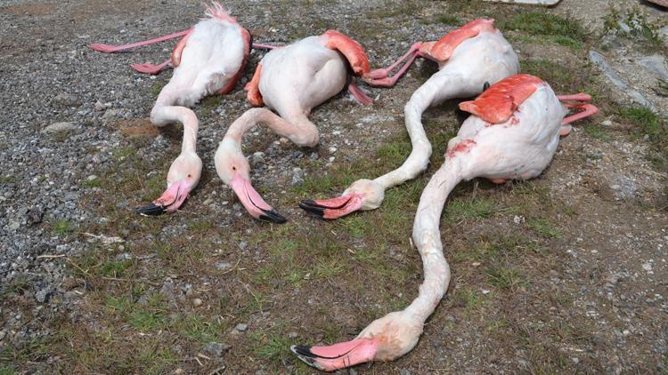 Aksarayda 4 flamingo öldürüldü