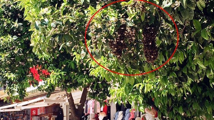 Kuşadasında tedirgin eden görüntü Kimse yaklaştırılmadı...