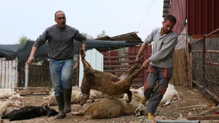 Ağıla giren köpekler, 42 koyunu telef etti