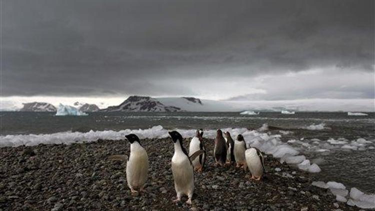Antarktikada binlerce yavru penguenin öldüğü tespit edildi