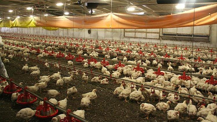 Beyaz et sektörünün yeni hedefi: Çin