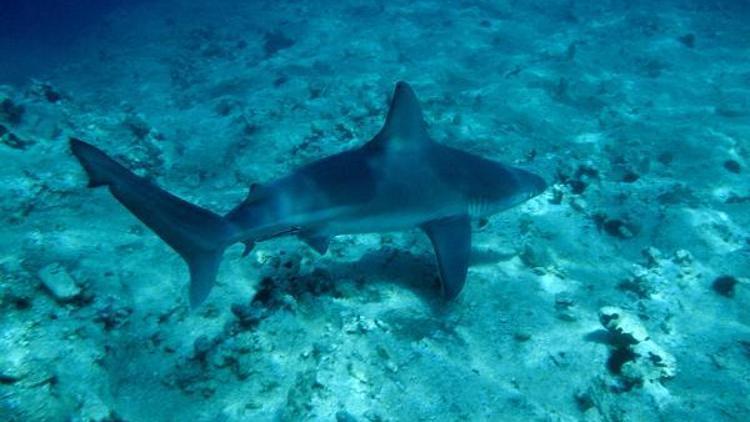 Akdenizdeki köpek balığı ve vatozun 20 türü tehlikede