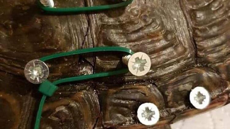 Batmanda bulunan kabuğu kırık kaplumbağaya İstanbulda tedavi