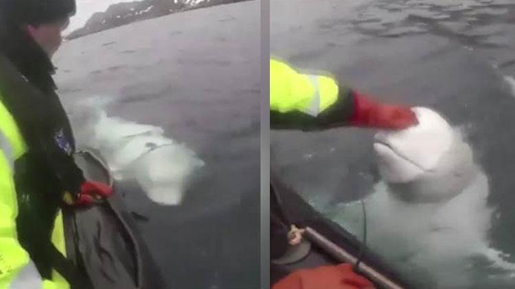 Norveç bu iddiayı konuşuyor: Askılı balina Rus casusu olabilir