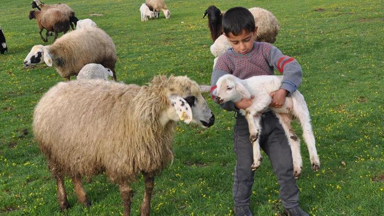 Genç Çiftçi Projesi için koyun alımı yapılacak