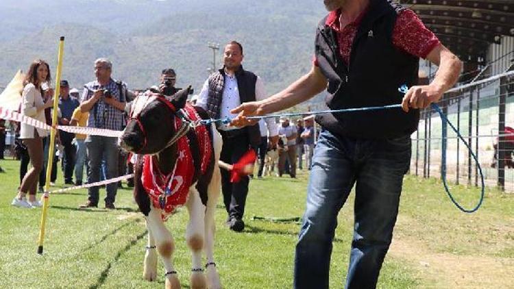 Bozdoğanda Buzağı Güzellik Yarışması yapıldı