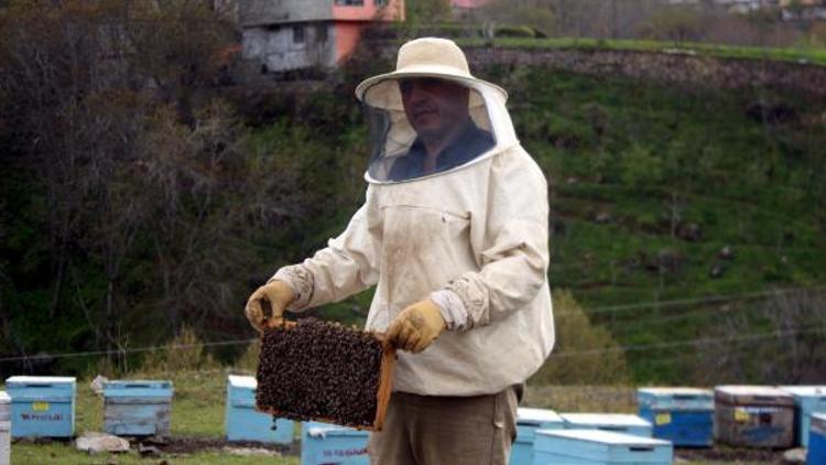 Ruhsatsız ilaçlar bal arılarını telef ediyor