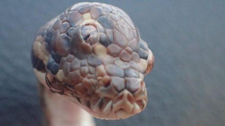 Avustralya’da üç gözlü yılan bulundu