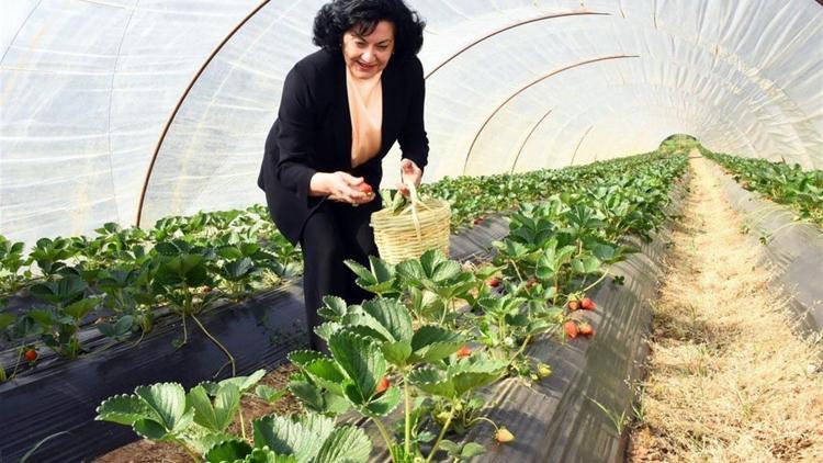 Muğla’da çilek hasadı yapıldı