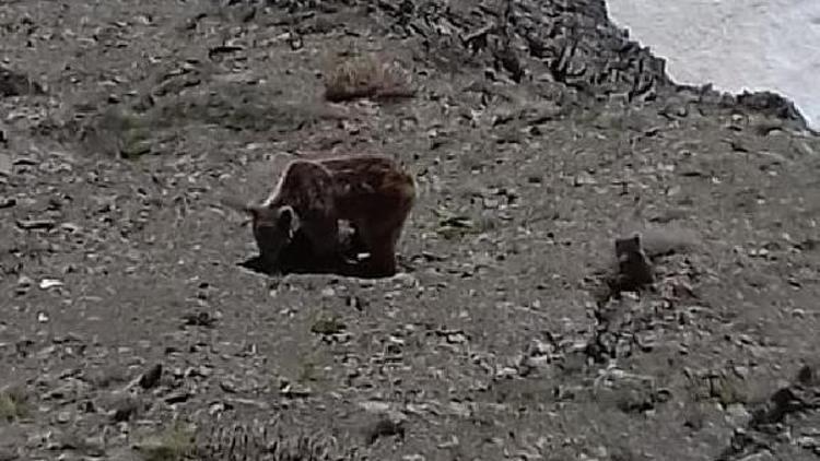 Elazığda yiyecek arayan ayı ve yavrusu görüntülendi