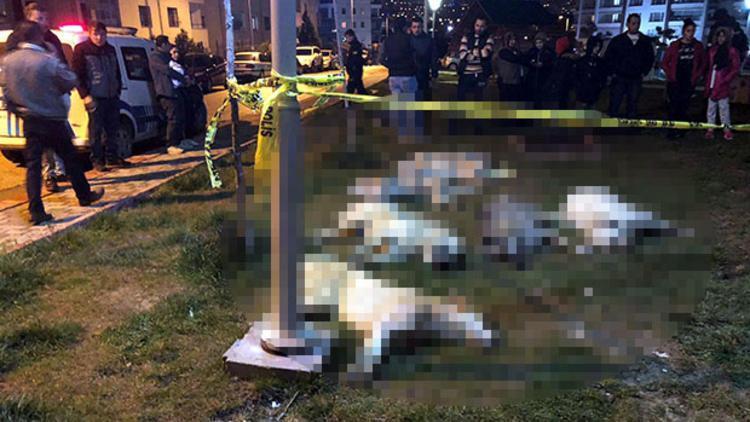 Ankaradaki köpek katliamında istenen cezalar belli oldu