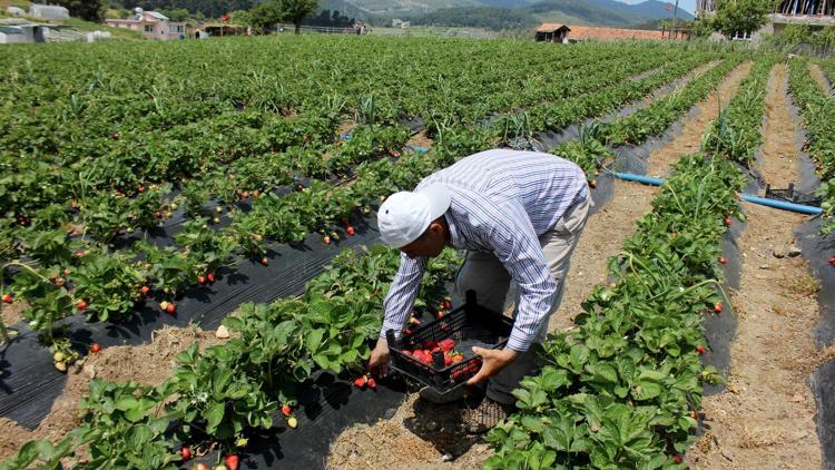 Yayladağı çileği Rusya ve Romanya yolunda