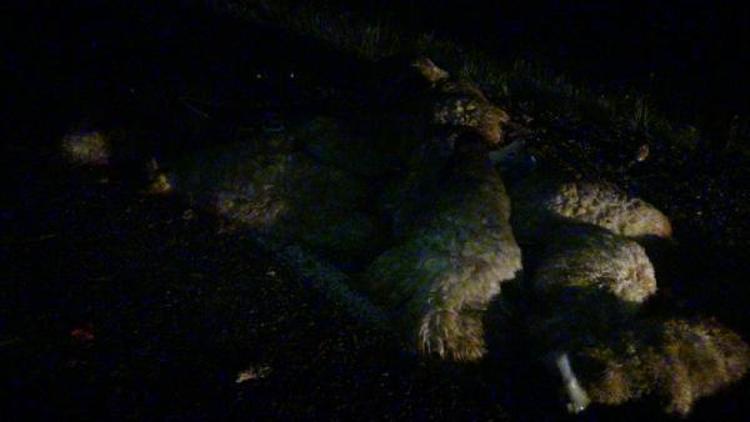 TIR, sürüye dalan otomobile çarptı; 5 kişi yaralandı, 50 koyun telef oldu