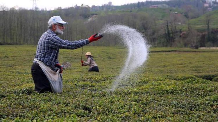 Çay üreticisinin gübre sıkıntısı