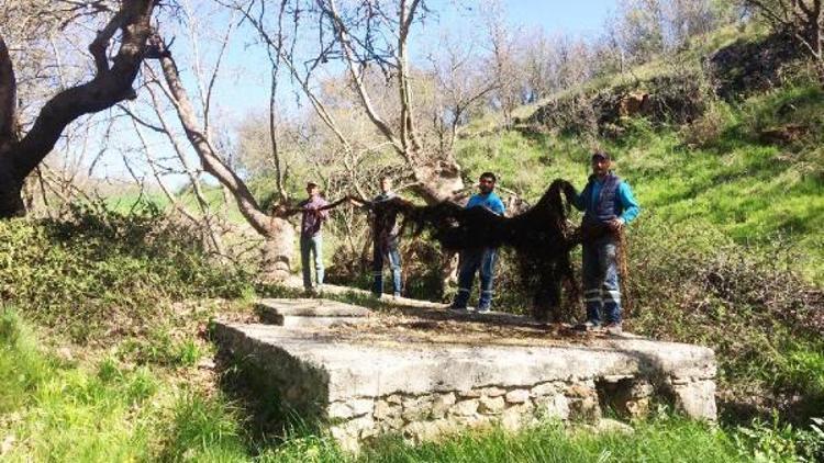 Su borularından 10 metrelik ağaç kökü çıktı