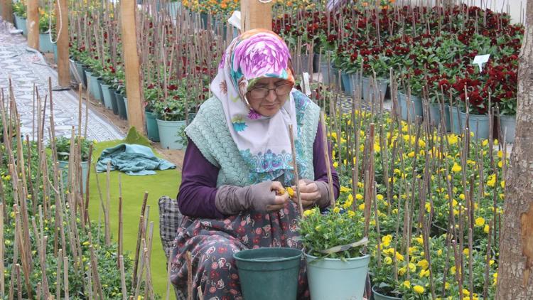 Bursanın dağ köylerinde yetişiyor 15 ülkeye ihraç ediliyor