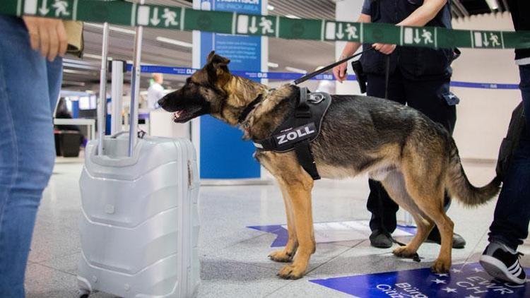 Parayı kokusundan tanıyan köpek