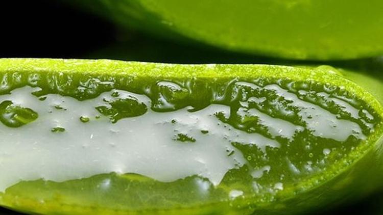Aloe veranın faydaları neler Aloe vera jeli nasıl elde edilir