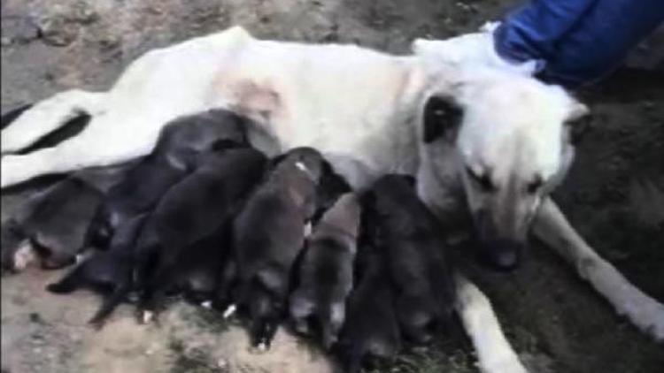 170 kilometre gidip, yavru köpekler ile annesini kurtardılar