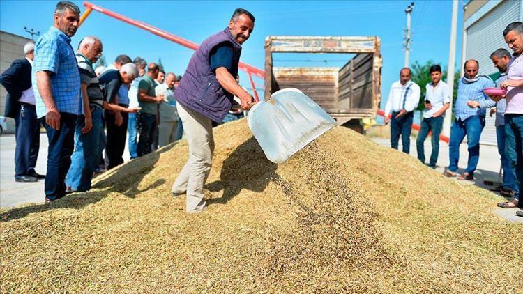 Mardinde sezonun ilk arpa hasadı yapıldı