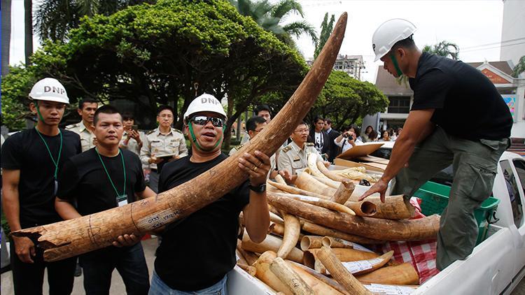 Çinde 7 tondan fazla fil dişi ele geçirildi