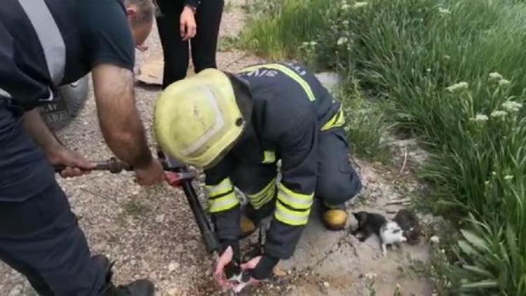 Yanan binadaki kedi ve 4 yavrusunu itfaiye ekipleri kurtardı