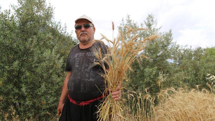 Antalyada yılın ilk buğday hasadı başladı