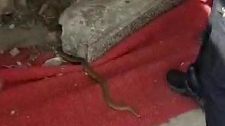 Yalova’da yılan paniği kamerada