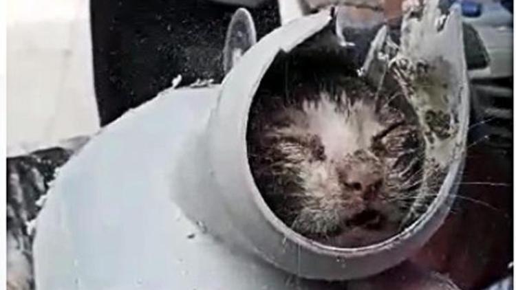 Su borusuna sıkışan yavru kedi kurtarıldı