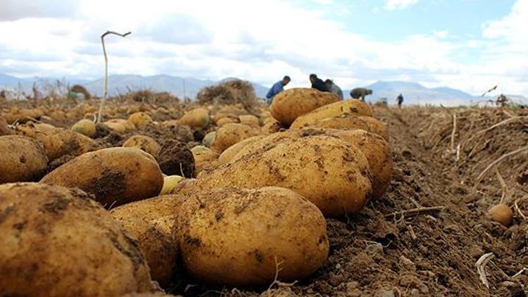 Kuraklığa dayanıklı yerli patates çeşidi geliştirildi