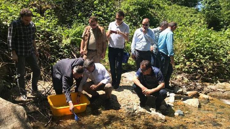 Hemşin Derelerine 20 bin yavru alabalık bırakıldı