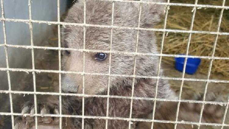 Trabzonda bulunan ayı yavrusu Yogi, Bursaya gönderildi