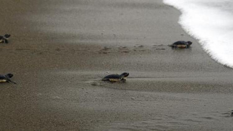 Akyatan kumsalı, yeşil deniz kaplumbağalarını ağırlayacak