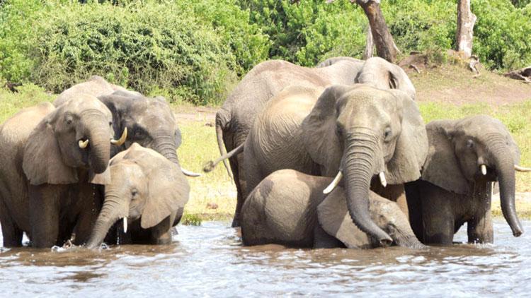 Botsvana’da Fil avı serbest bırakıldı