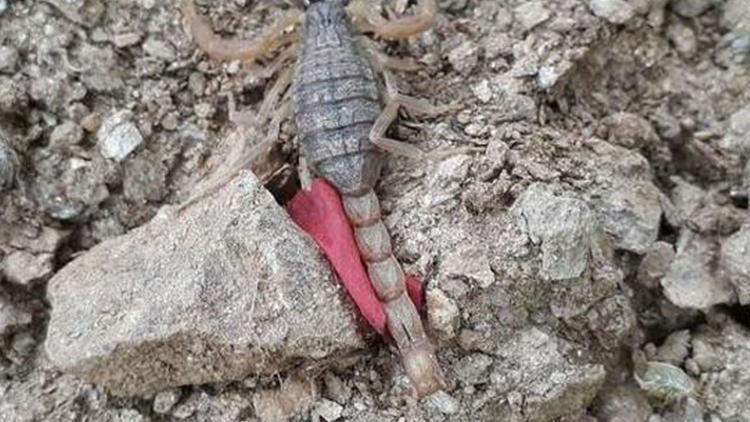 Nazillide en zehirli akrep türü görüldü