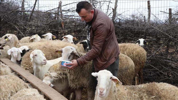 Genç Çiftçi Projesi için koyun alımı yapılacak