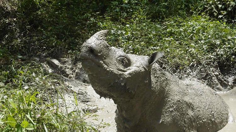 Malezyanın son erkek Sumatra gergedanı öldü