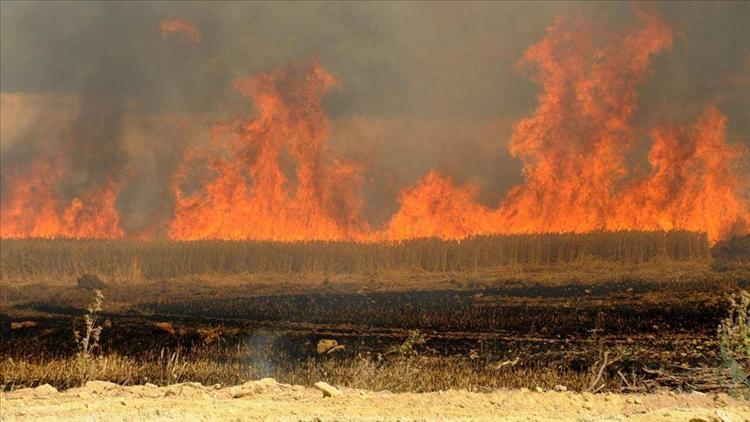 DEAŞ Irakta tarım arazilerini yakıyor