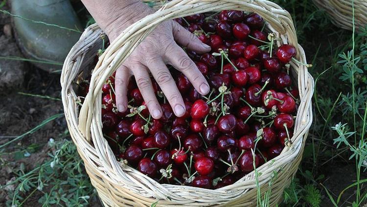 İhracatlık kirazda fiyat üreticiyi sevindirdi