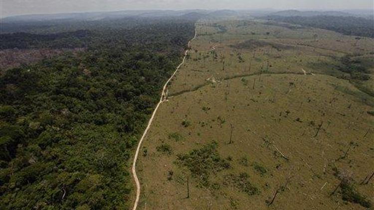 Amazondaki orman kaybı yüzde 20 arttı