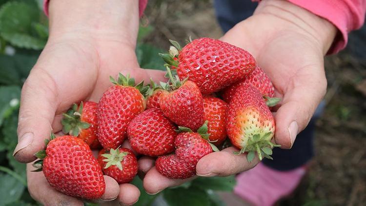 Antalyada 50 bin tonun üzerinde çilek üretilmesi bekleniyor