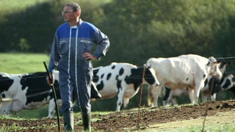 Yasal sınır işe yaramadı Alman besiciler, yüksek oranda antibiyotiğe devam etmiş