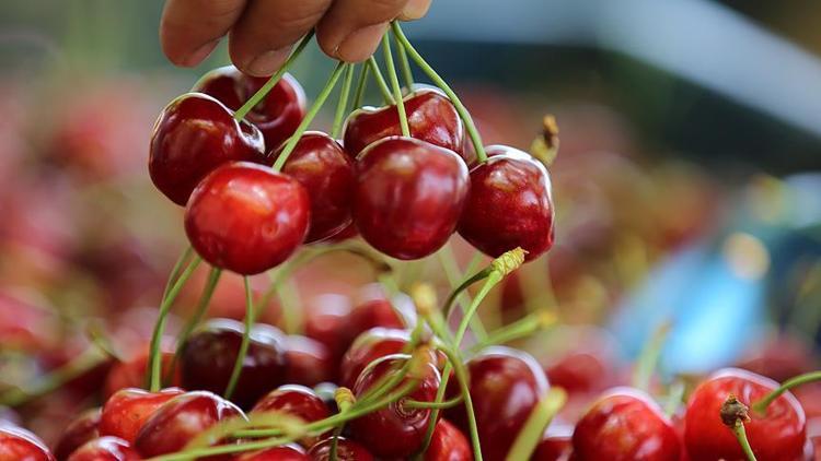 Türk kiraz ve üzümü ihracatta yeni pazarlara açıldı