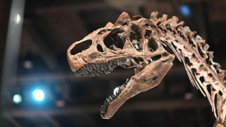 Taylandda iki yeni dinozor türü keşfedildi