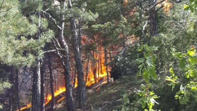 Eskişehirde yıldırım düşen iki bölgede orman yangını
