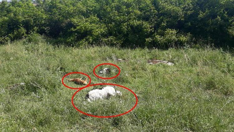 Akılalmaz olay Köpeklere narkoz verip yol kenarına attılar...