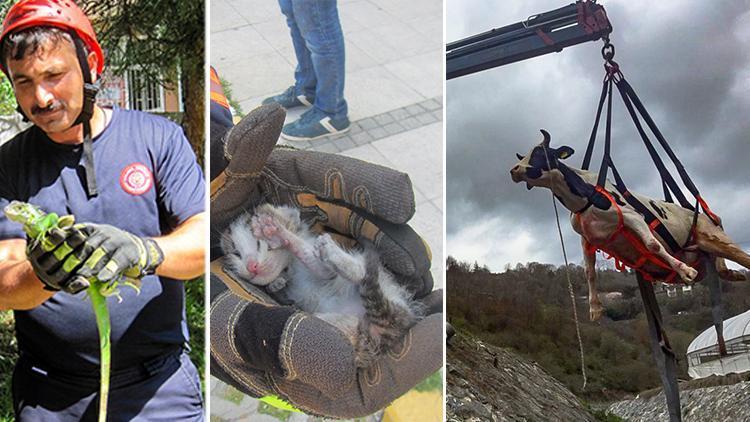 Rakam açıklandı: Bir yılda 21 bin... Aralarında iguana bile var