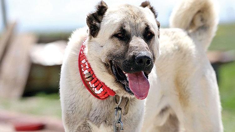 ‘Kangal için tehlike çanları çalıyor’