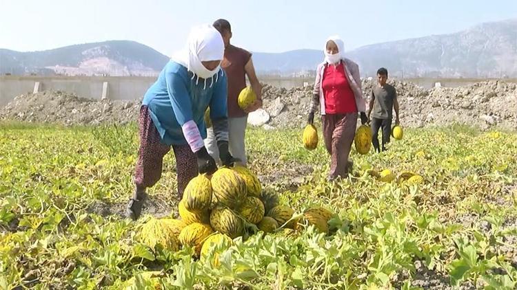 Kırkağaç kavununa tescil denetimi