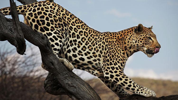 Hindistan’da leopar, bebeği ailesinin yanından kaçırdı